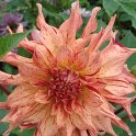 Picasa 2.7